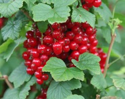 redcurrant