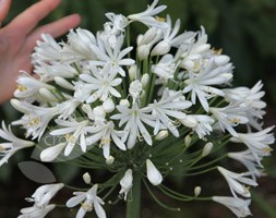 Agapanthus 'White Heaven' (PBR) (African lily)