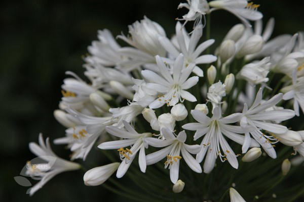 African lily African lily