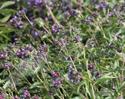 lungwort