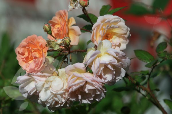 rose Ghislaine de Féligonde (rambler) rose Ghislaine de Féligonde (rambler)