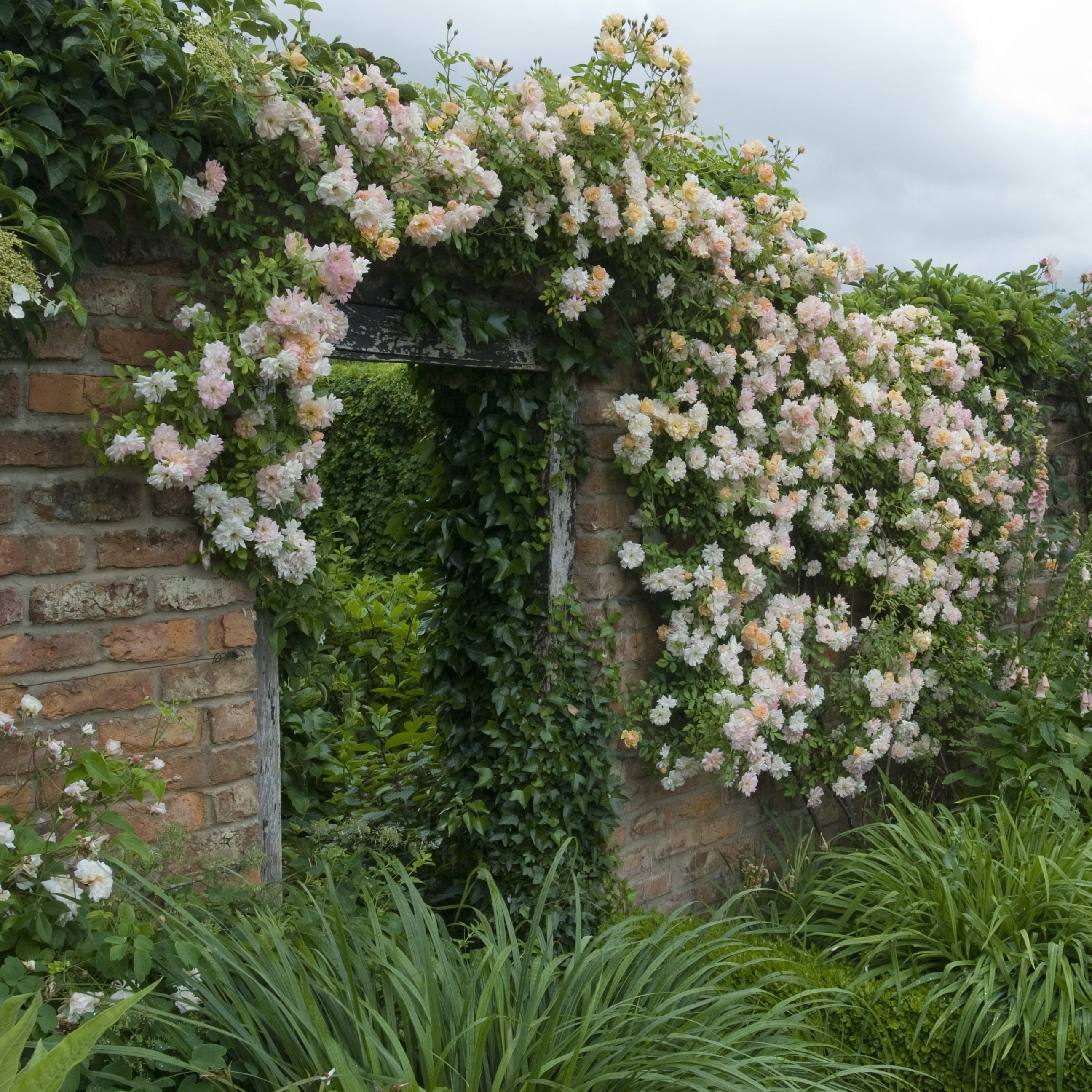 rose Phyllis Bide (rambler)