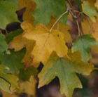 field maple - hedging range