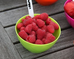 raspberry 'Tulameen' (raspberry - summer fruiting)