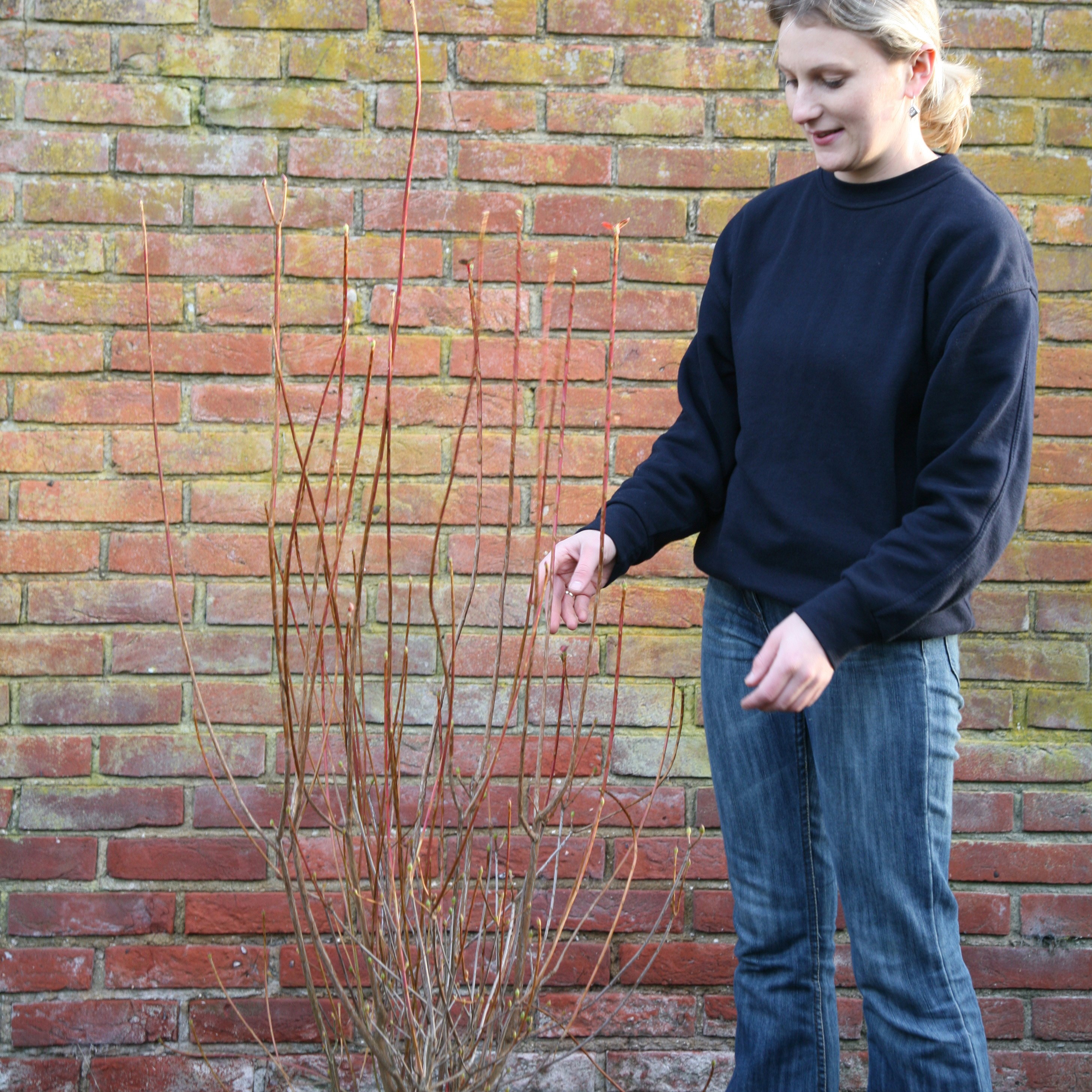 enkianthus