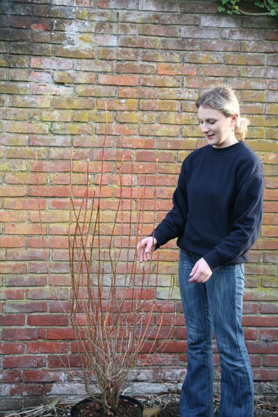 enkianthus enkianthus