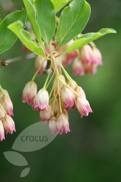 enkianthus enkianthus