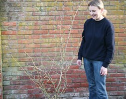 witch hazel