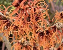 witch hazel