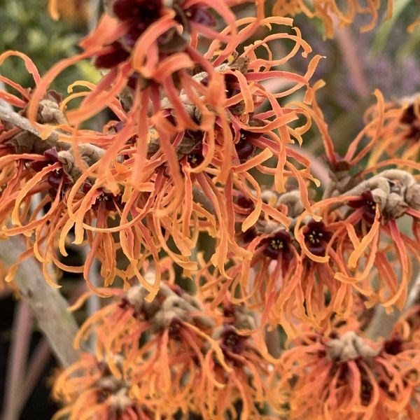 witch hazel witch hazel