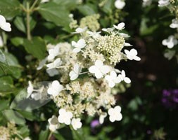 Hydrangea paniculata 'Kyushu' (hydrangea)