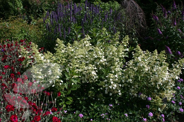 hydrangea hydrangea
