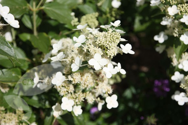 hydrangea hydrangea