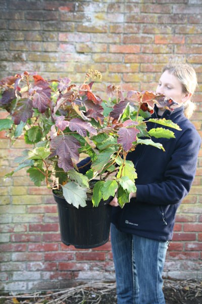 oak-leaved hydrangea oak-leaved hydrangea