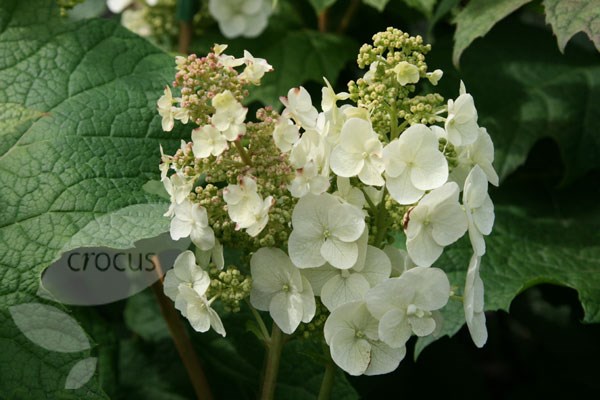 oak-leaved hydrangea oak-leaved hydrangea