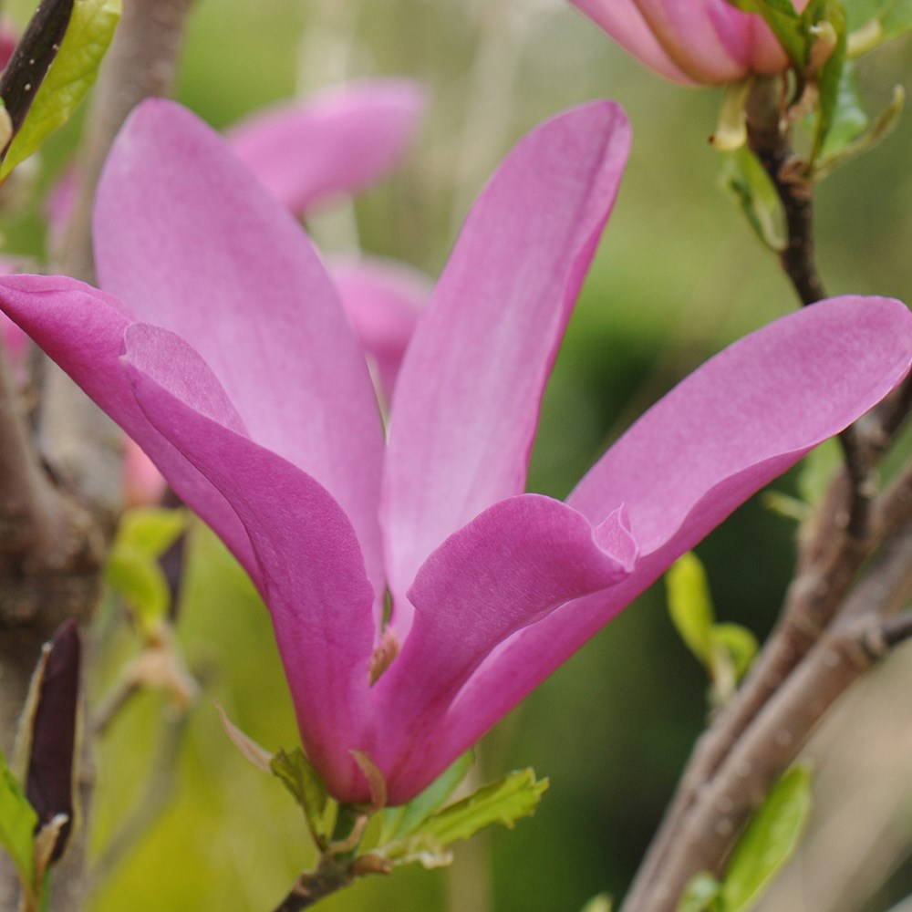 magnolia magnolia
