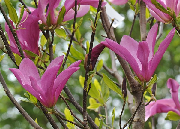 magnolia magnolia