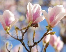 Magnolia x  soulangeana (magnolia)