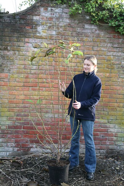 magnolia magnolia