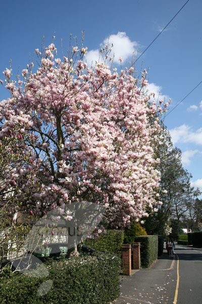 magnolia magnolia