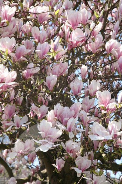 magnolia magnolia