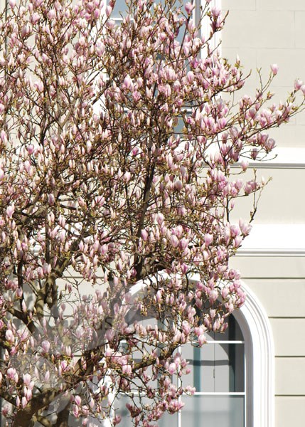 magnolia magnolia