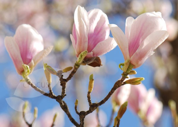 magnolia magnolia