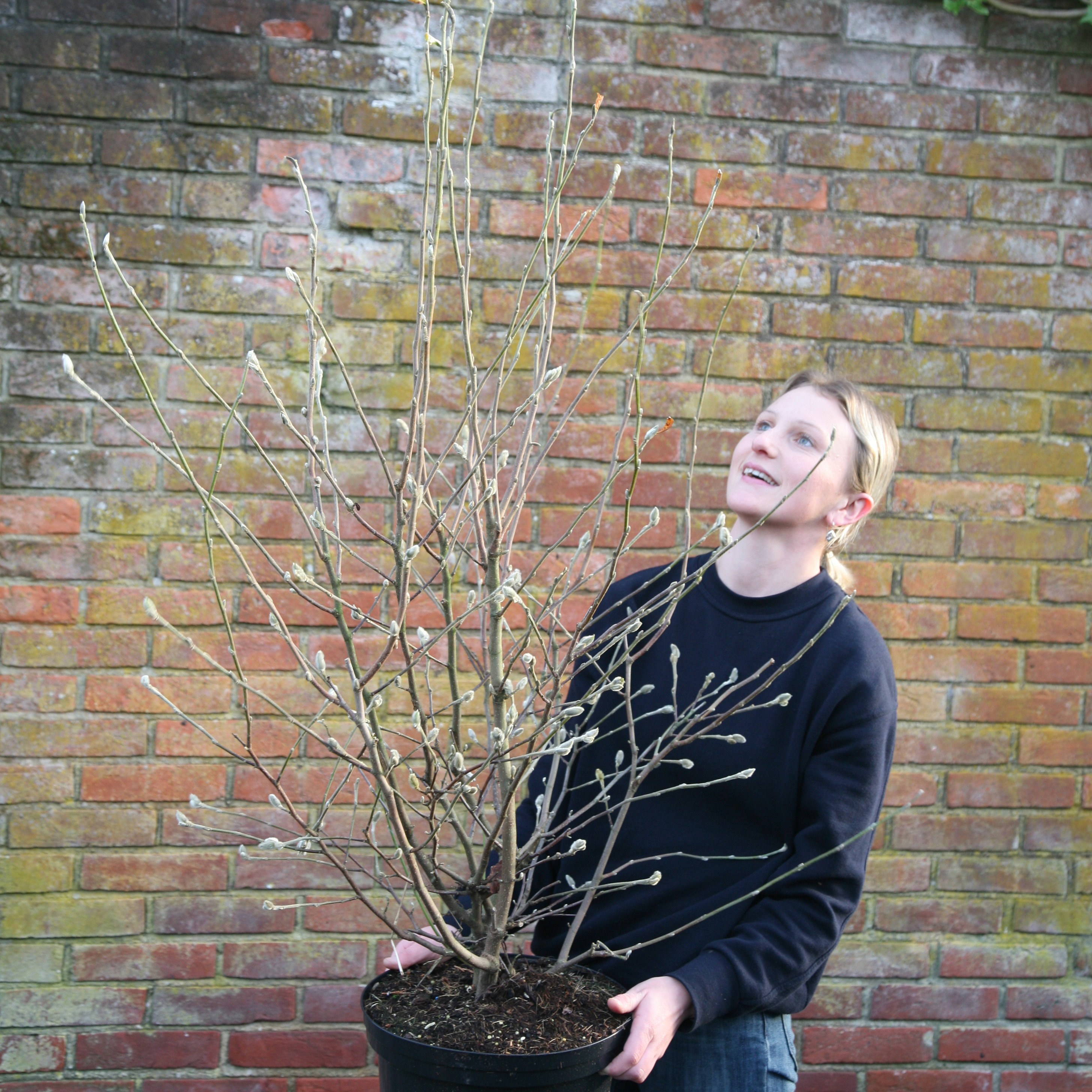 star magnolia