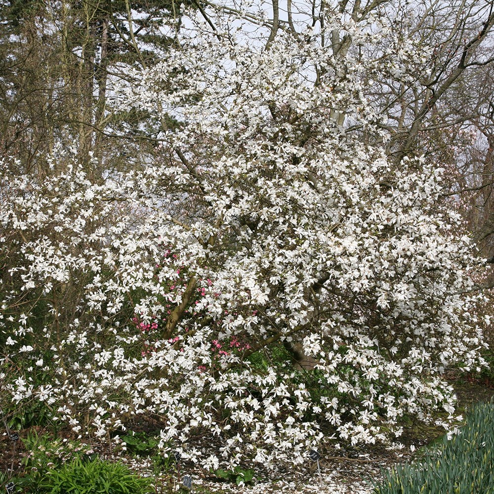 star magnolia star magnolia
