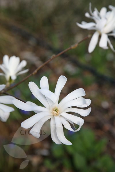 star magnolia star magnolia