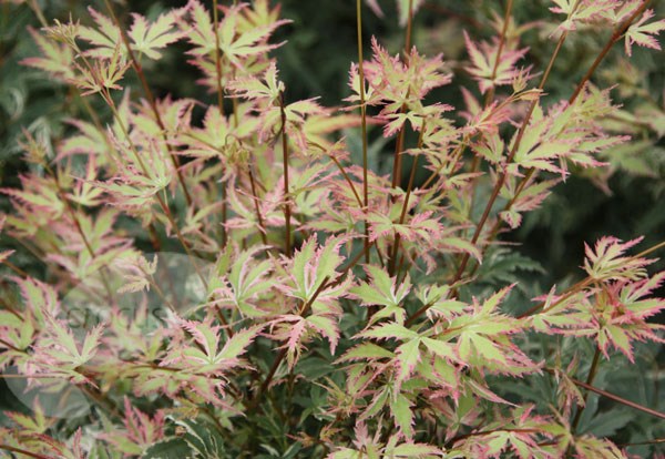 Japanese maple Japanese maple
