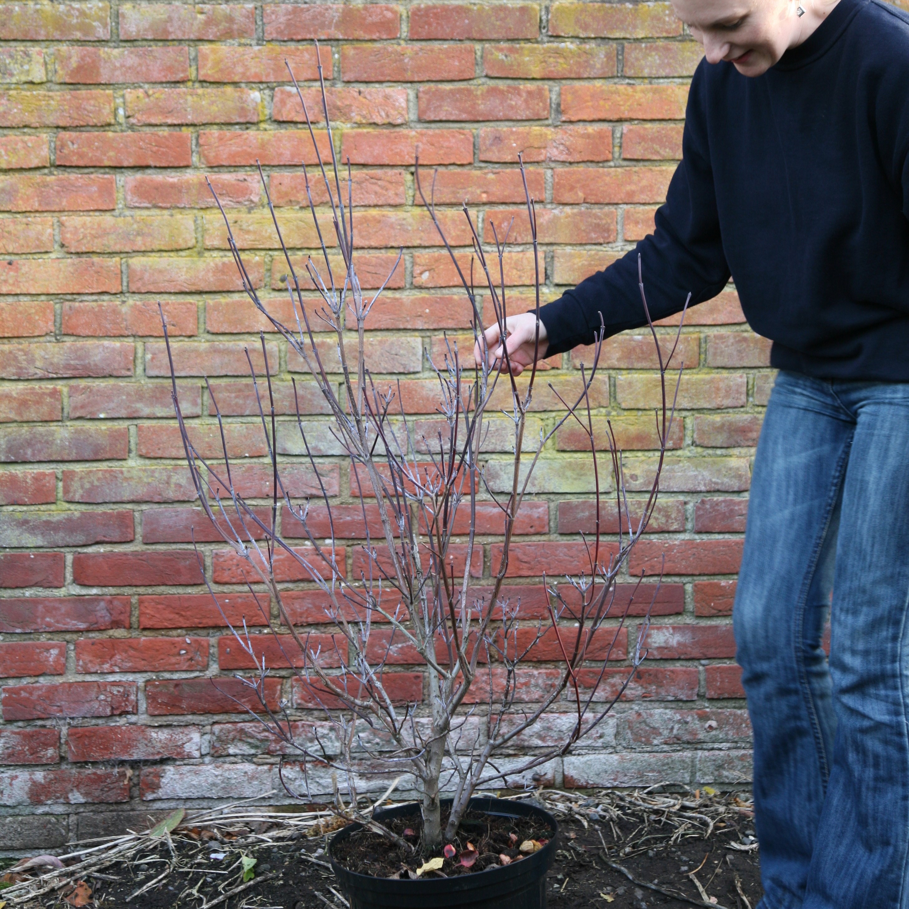Pruning+flowering+dogwood+shrub