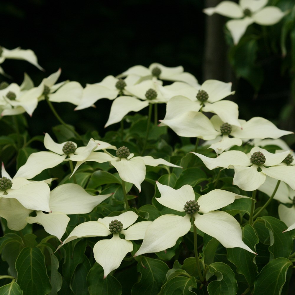 flowering dogwood flowering dogwood