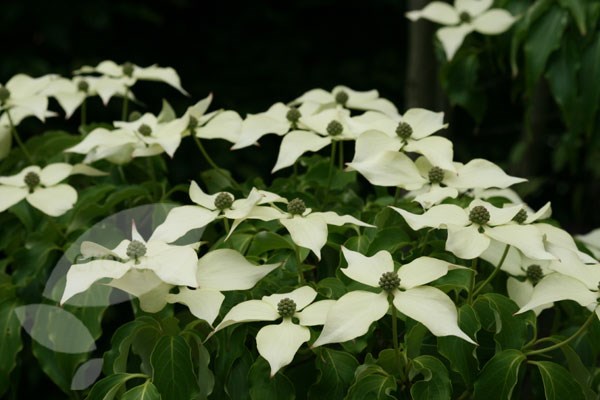 Flowering+dogwood+bush