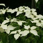 flowering dogwood