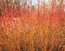 Cornus sanguinea 'Midwinter Fire' (dogwood)