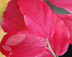 Parrotia persica (Persian ironwood)