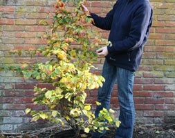 Persian ironwood