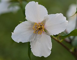 mock orange