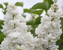 common lilac