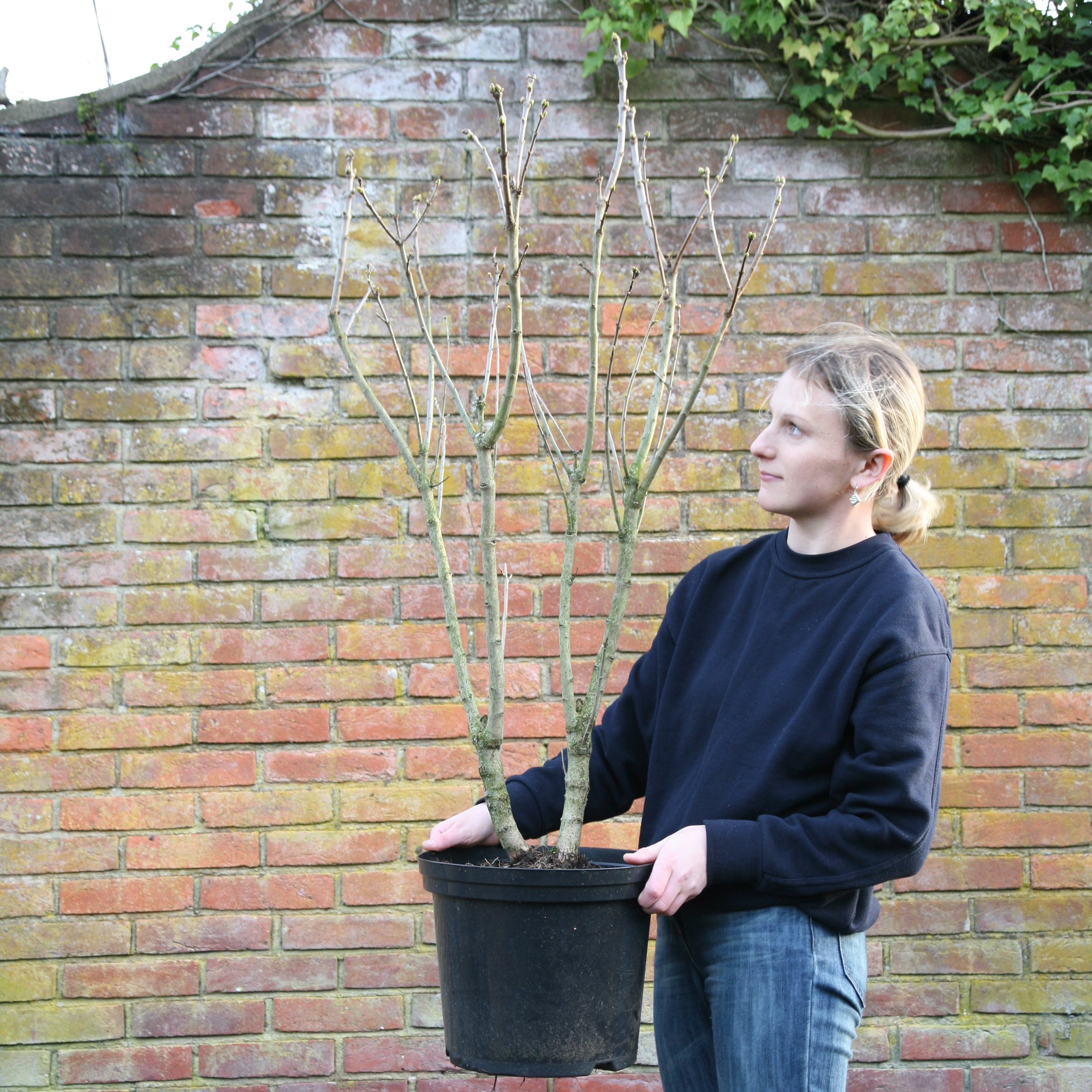 common lilac