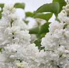 common lilac