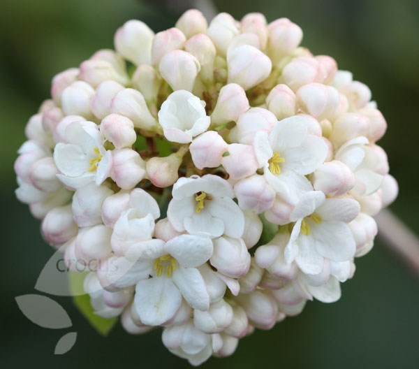 viburnum viburnum