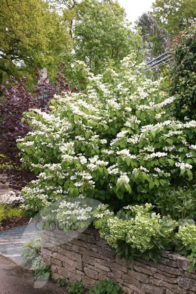 Japanese snowball bush Japanese snowball bush