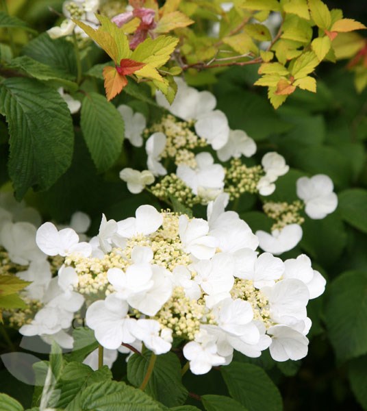 Japanese snowball bush Japanese snowball bush