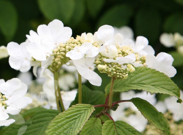 Japanese snowball bush Japanese snowball bush