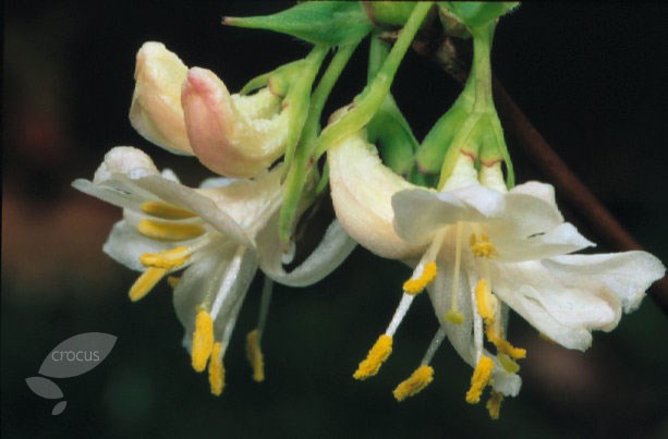 winter honeysuckle winter honeysuckle