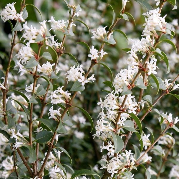 osmanthus osmanthus
