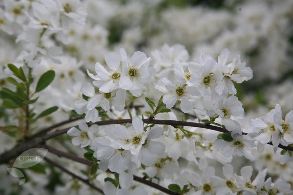 pearl bush pearl bush
