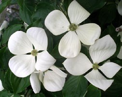 Cornus Venus  ('Kn30-8') (PBR) (flowering dogwood)